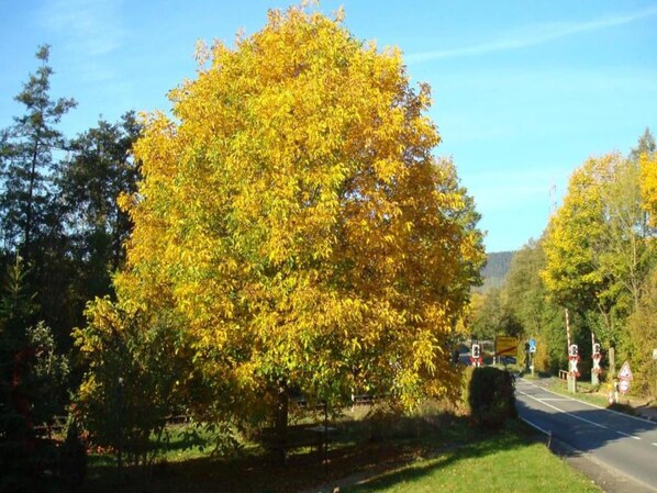 A road with a large tree in the foreground and a clear blue sky.
