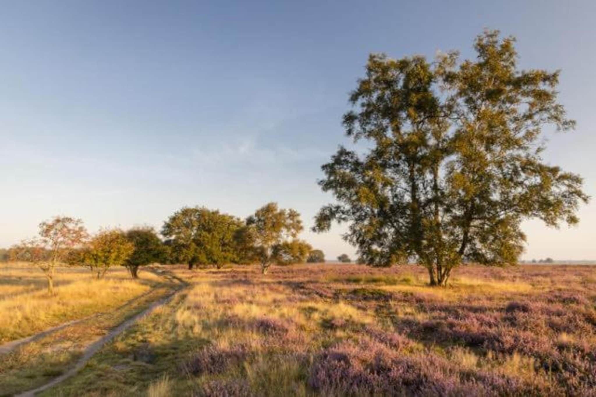 Een natuurlijk landschap met een opvallende boom en een pad.