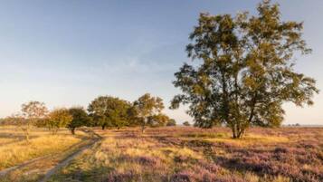 Een natuurlijk landschap met een opvallende boom en een pad.