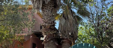 A patio area with turquoise chairs, a palm tree, and a building with a red facade.