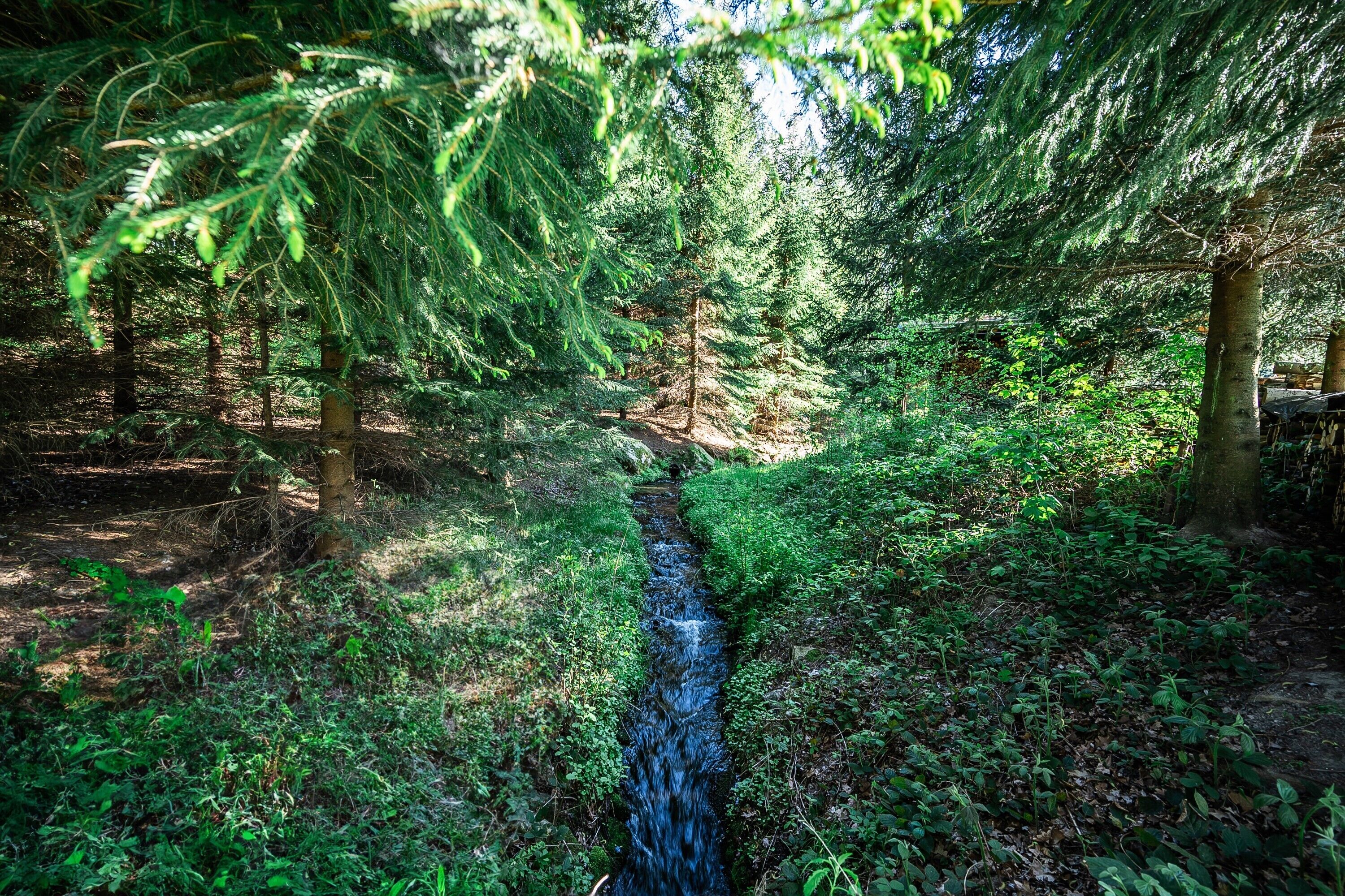 A forested area with a stream, trees, and underbrush.