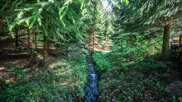 A forested area with a stream, trees, and underbrush.