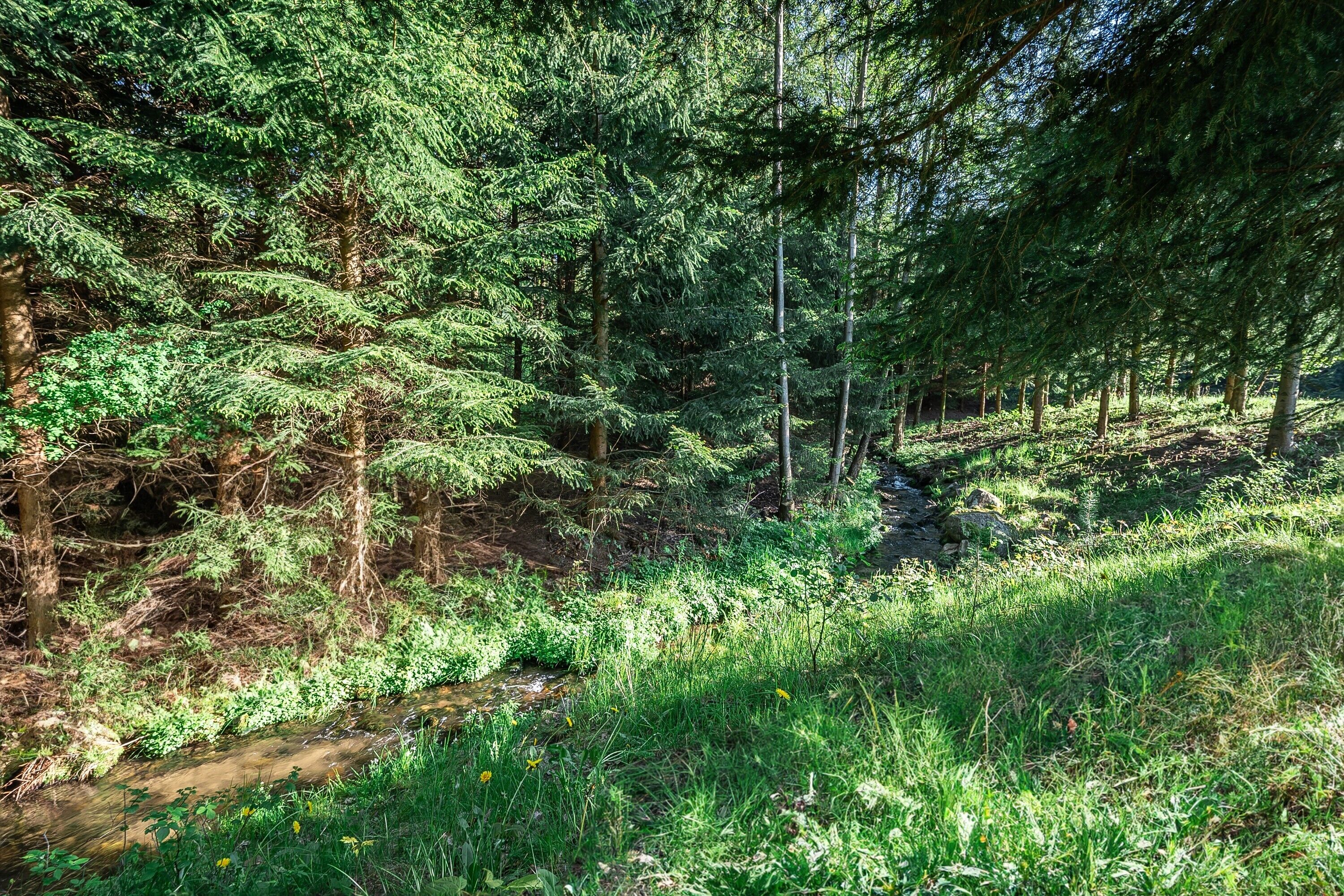 Ein bewaldetes Gebiet mit einem Bach, Bäumen und dichter Vegetation.