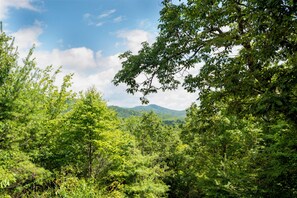 A dense forest with a mountain in the background. - Point of View (Fairview)