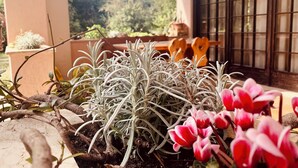A potted plant with white and green foliage, a wooden bench, and a window with a grid pattern.