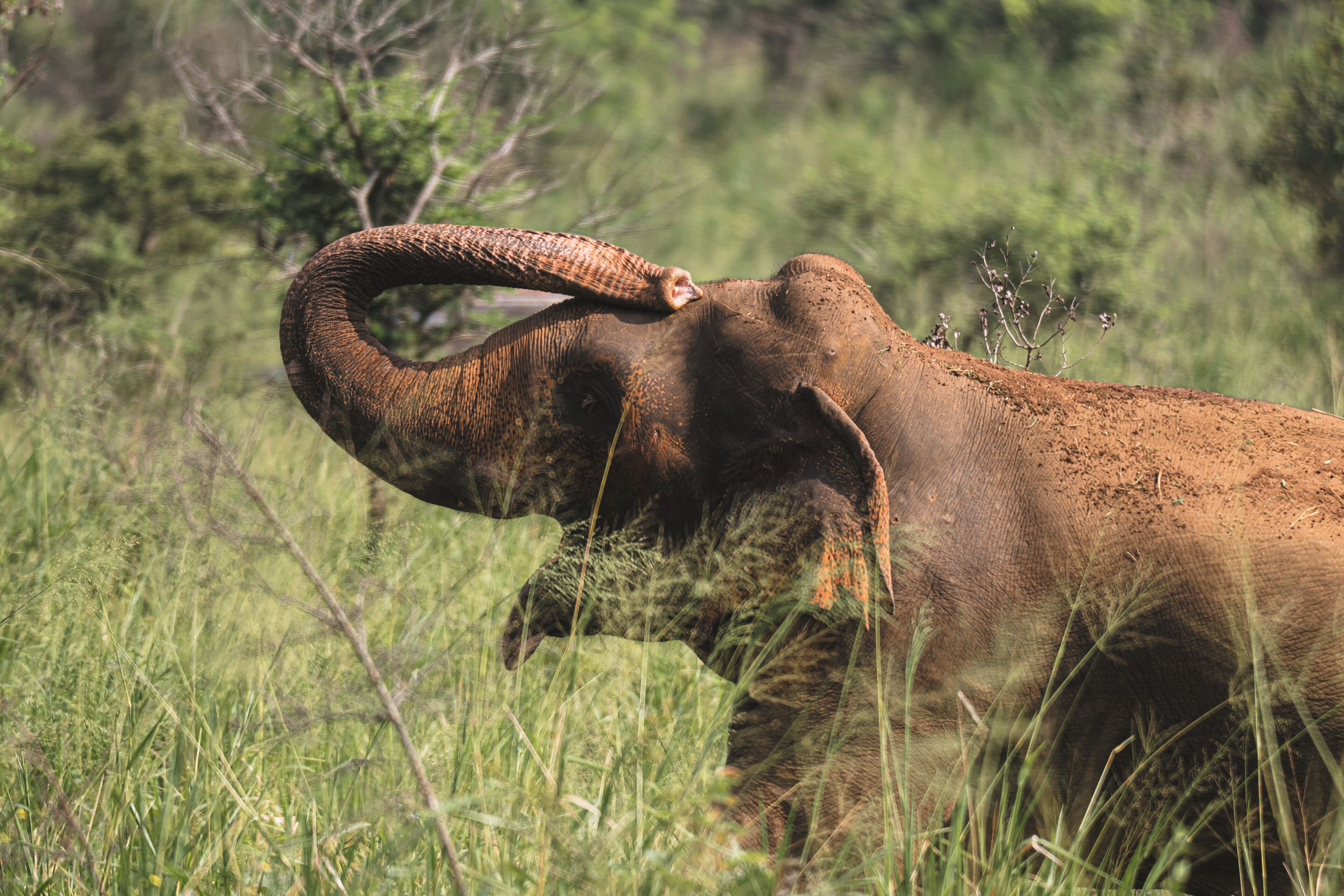 An elephant in a grassy field.