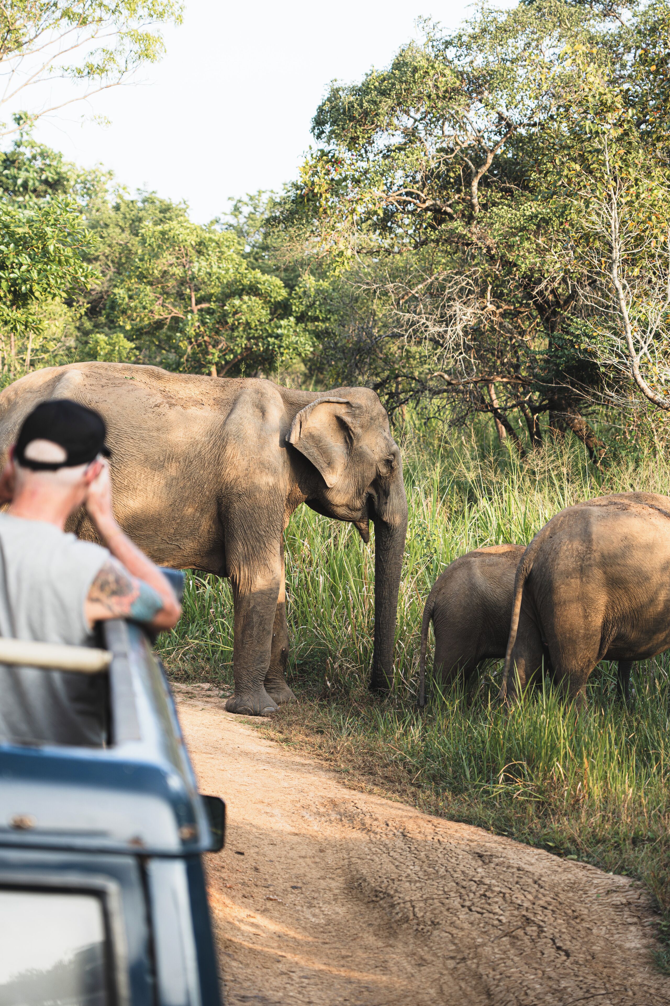 A vehicle with a person inside, a large elephant, and a smaller elephant in a natural setting.