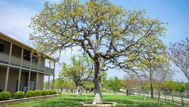 A large tree with a fountain in the center, surrounded by a well-maintained lawn, with a building in the background. - King Beds, Game Room, On 290, Large Estate,Kitchen (Fredericksburg)