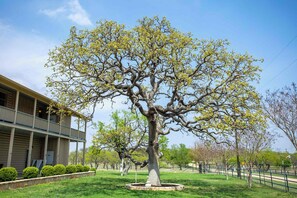 A large tree with a fountain in the center, surrounded by a well-maintained lawn, with a building in the background. - King Beds, Game Room, On 290, Large Estate,Kitchen (Fredericksburg)