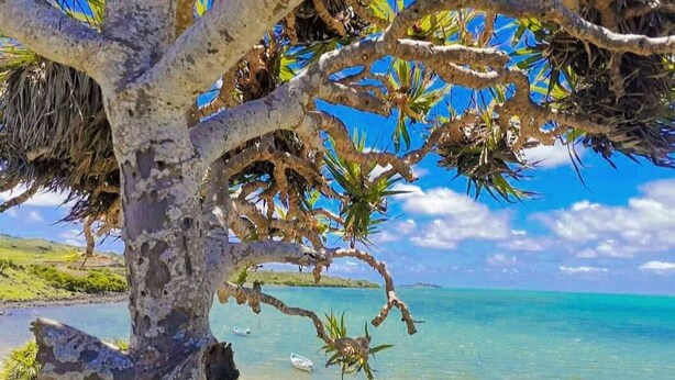 A tree with a clear view of a beach and calm sea. - ENTRE VALLEE (Rodrigues Island)