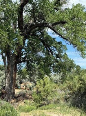Surrounded by lush greenery, this serene setting offers a secluded retreat beneath a majestic tree's natural canopy.