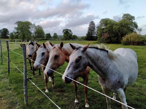A group of horses standing behind a wire fence in a grassy field with trees in the background. - Manoir de l'Aisnerie (Saint-Herblain)
