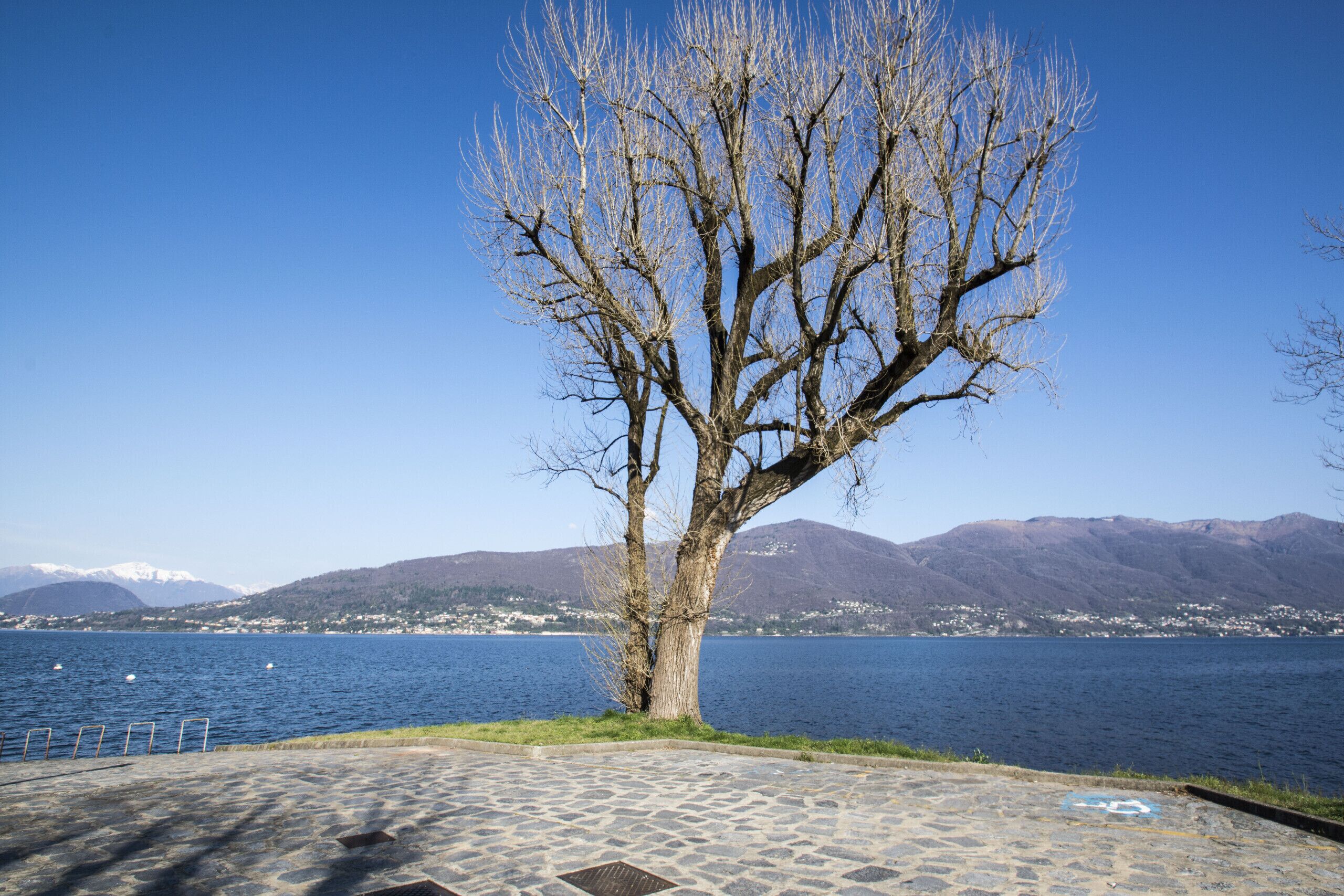 Uma árvore à beira de um lago, com vista para montanhas ao fundo.
