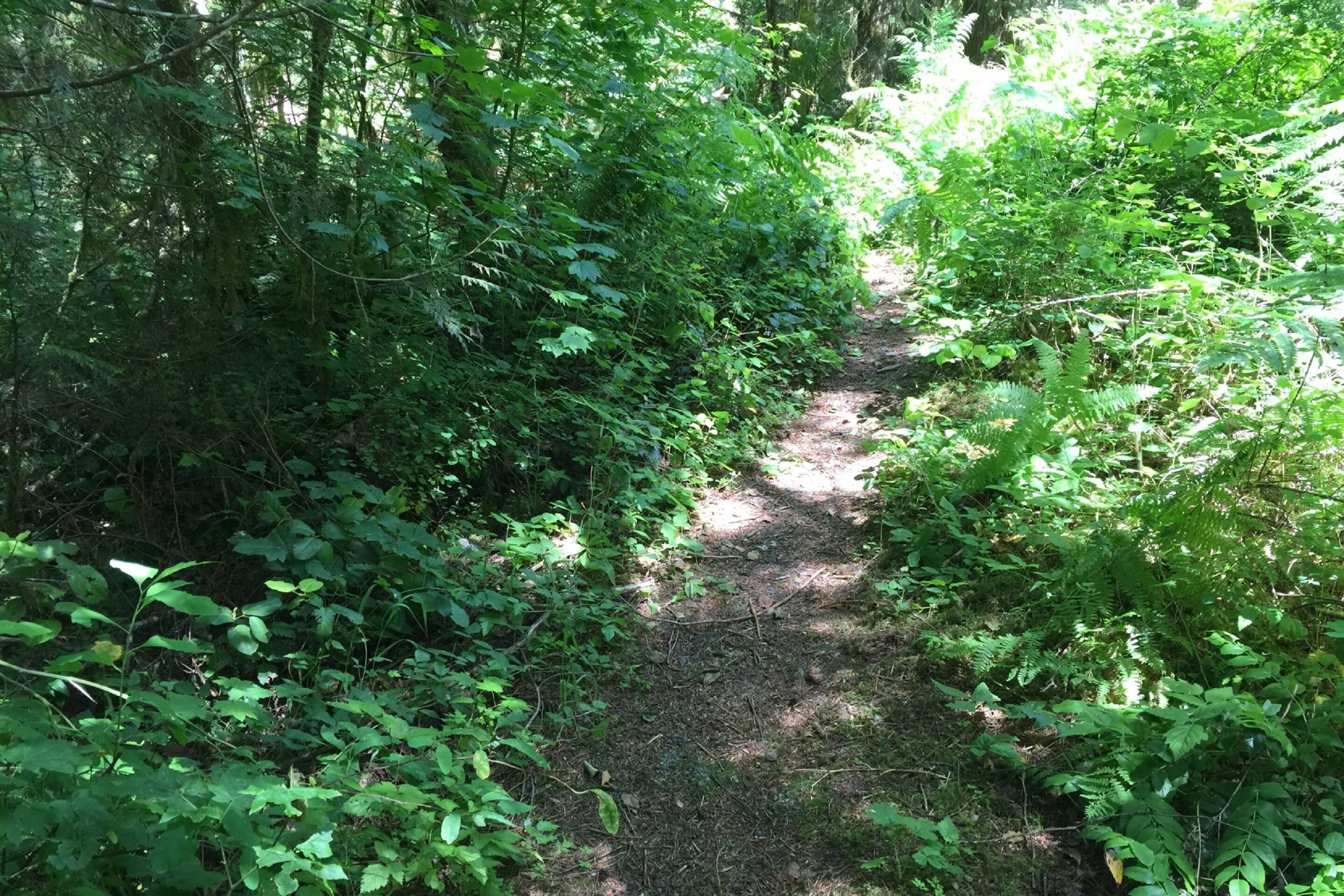 A narrow forest path surrounded by dense green foliage.