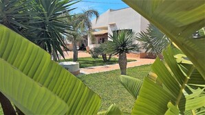 A courtyard with palm trees, a white building, and a paved walkway.