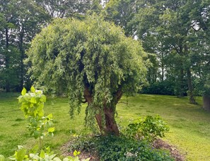 Property grounds - Where nature begins - and everyday life ends. Arrive. Hello vacation! (Gingst)