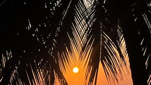 Eine Hängematte unter Palmen mit einem Sonnenuntergang über dem Meer.