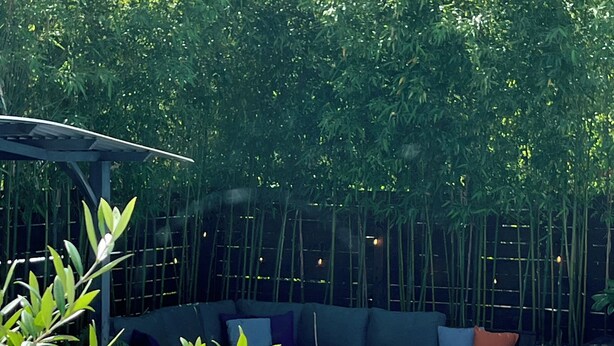 Un área de piscina con zona de estar y plantas de bambú.