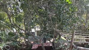 A wooden staircase surrounded by dense foliage, leading to a covered seating area with a table and chairs. - hostal casa holbox (Isla Holbox)
