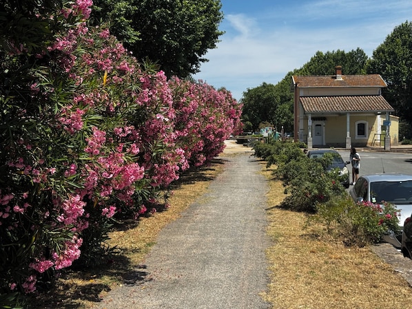 A pathway lined with pink flowering bushes, a small building with a tiled roof, and parked cars along the roadside.