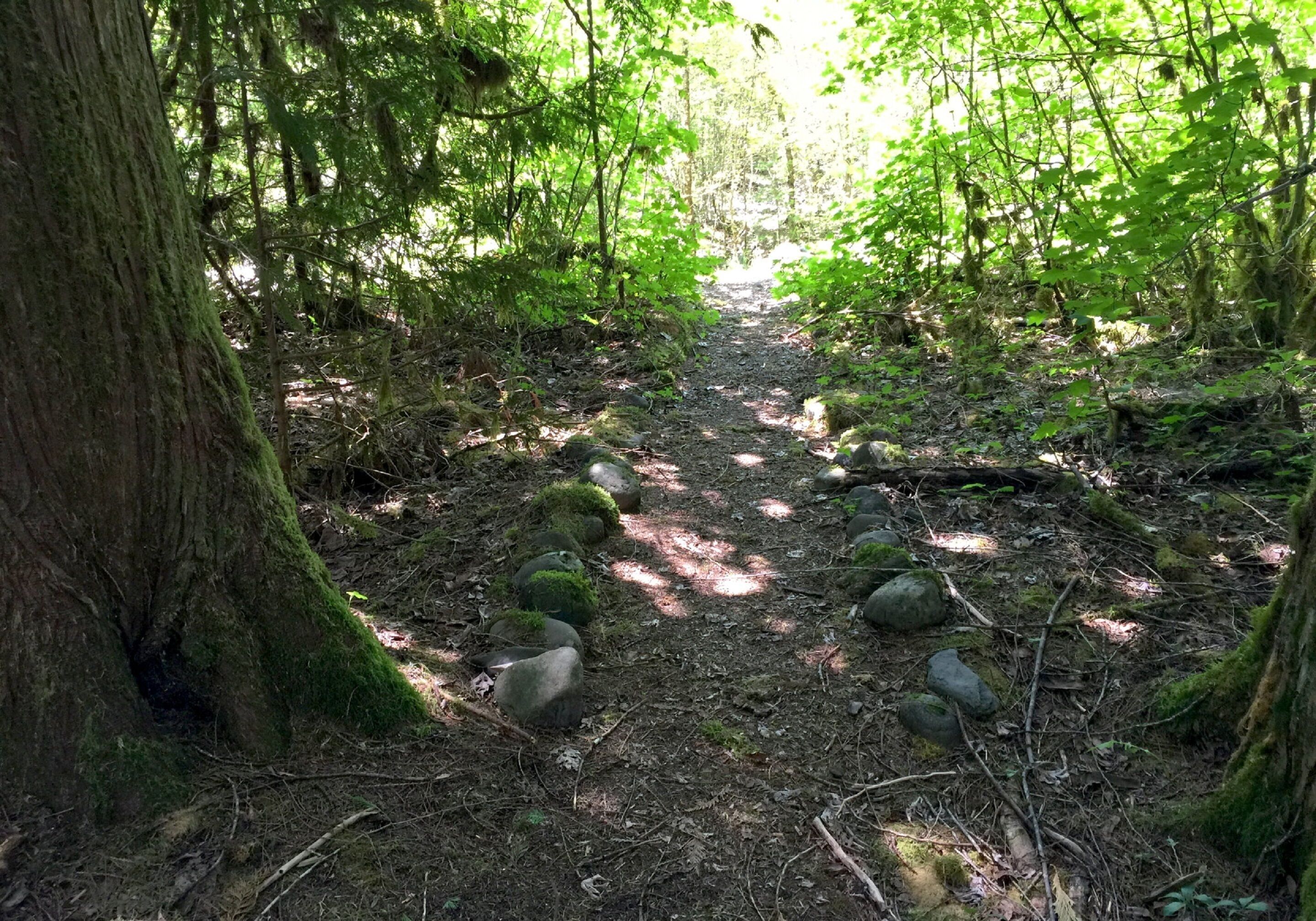 A forest path with moss-covered rocks and trees.