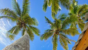 A beach scene with a large palm tree and a wooden structure. - Enjoy the Wonderful Ocean & Pool View from This 2BDR Apartment in Juan Dolio (Guayacanes)