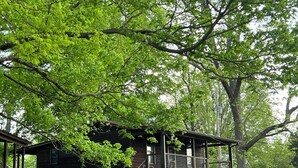 A rustic cabin with a wooden exterior, a porch, and a staircase leading to a deck. - Cute Little Cabin (Centerville)