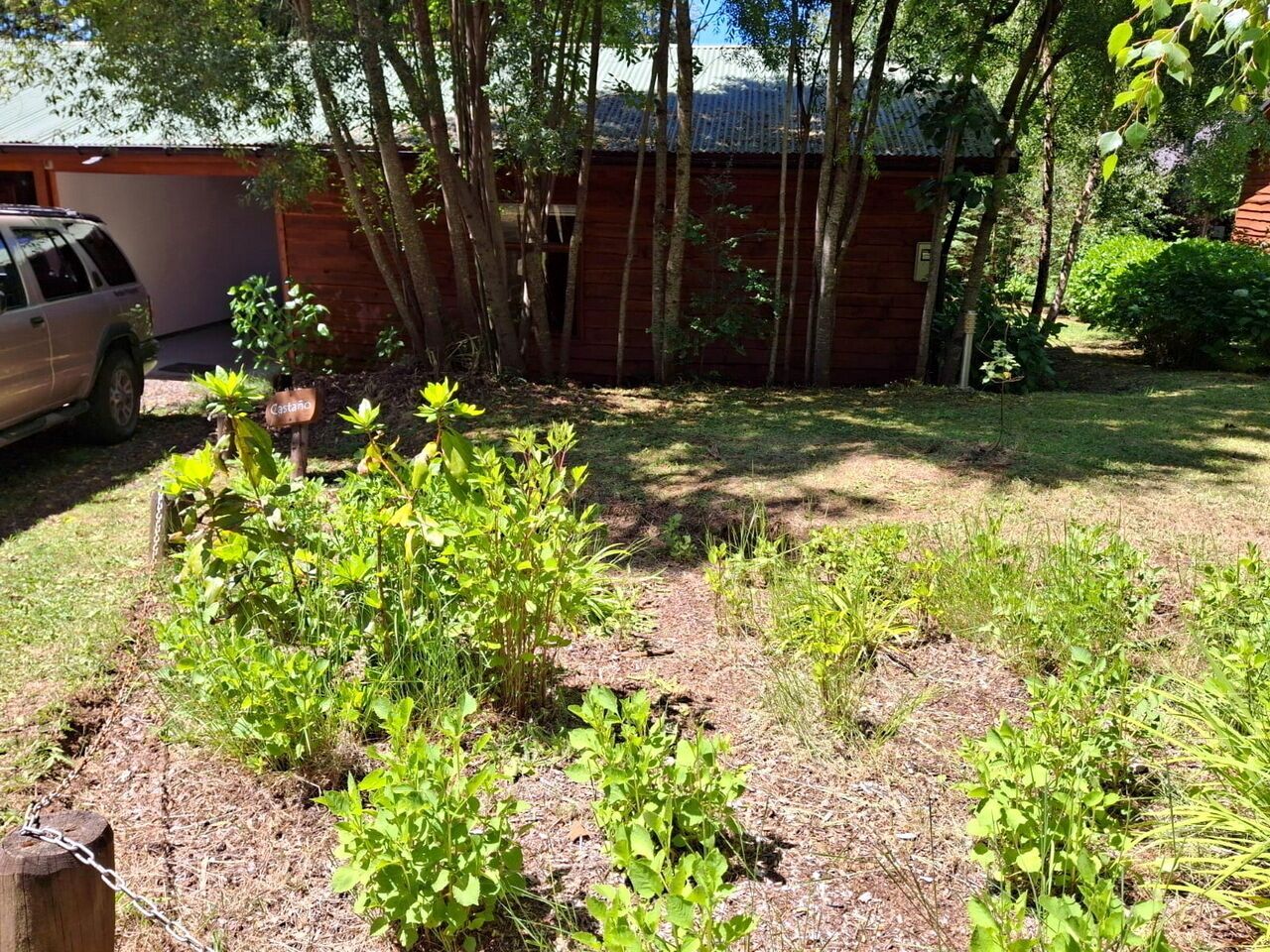 A garden with various plants and a wooden structure in the background.