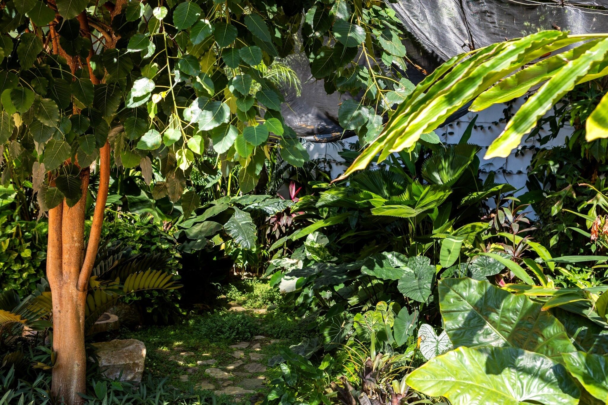 Ein üppiger Garten mit verschiedenen Pflanzen und einem Baumstamm.