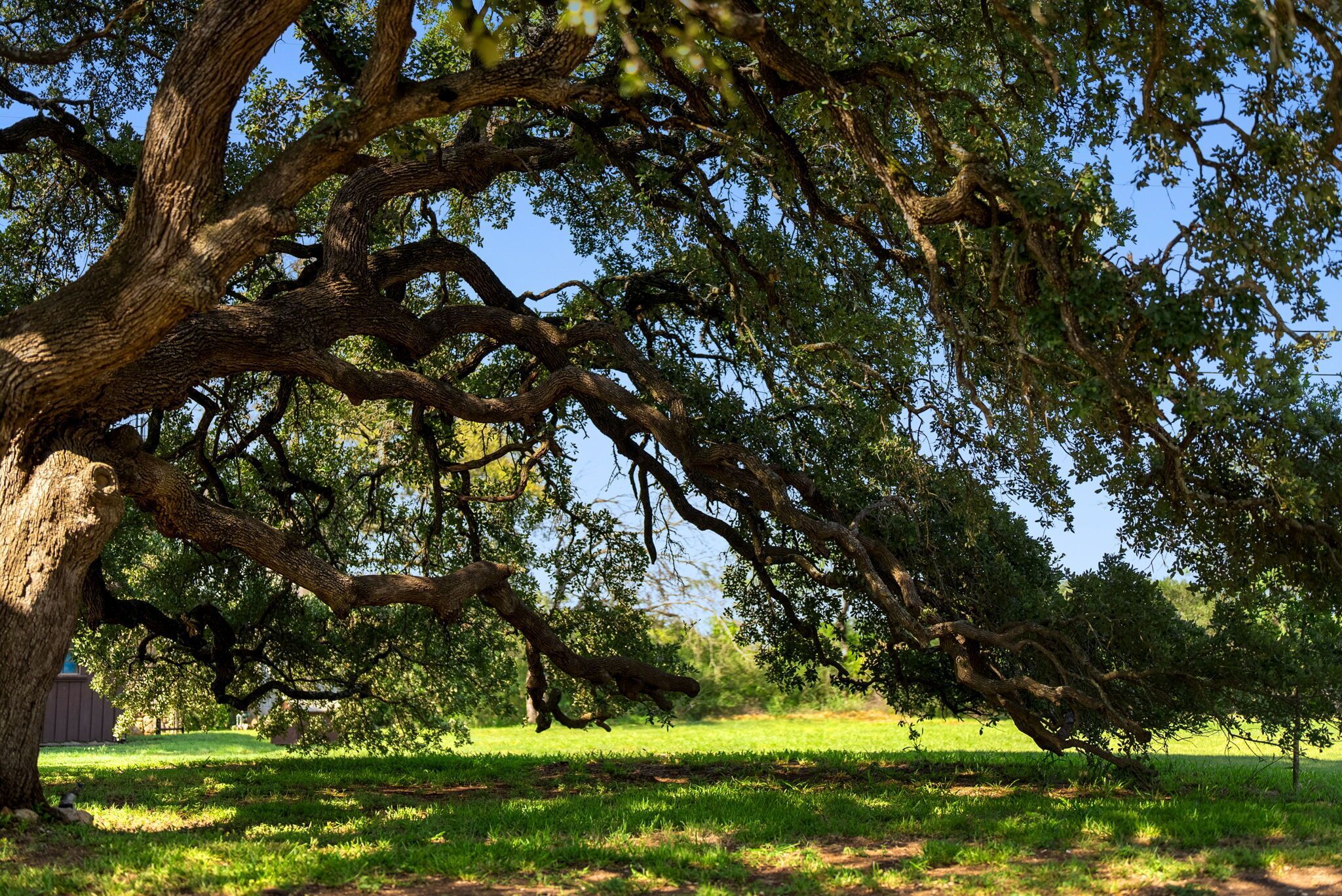 Ein großer Baum mit weit ausladenden Ästen in einem Park.