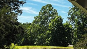 Une zone herbeuse avec un étang, des arbres et un bâtiment.