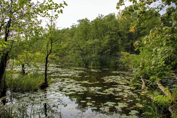 A natural landscape with a pond surrounded by dense trees and foliage.