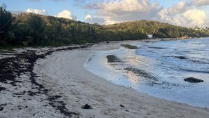 Una playa con arena, algas marinas y algunas rocas dispersas.