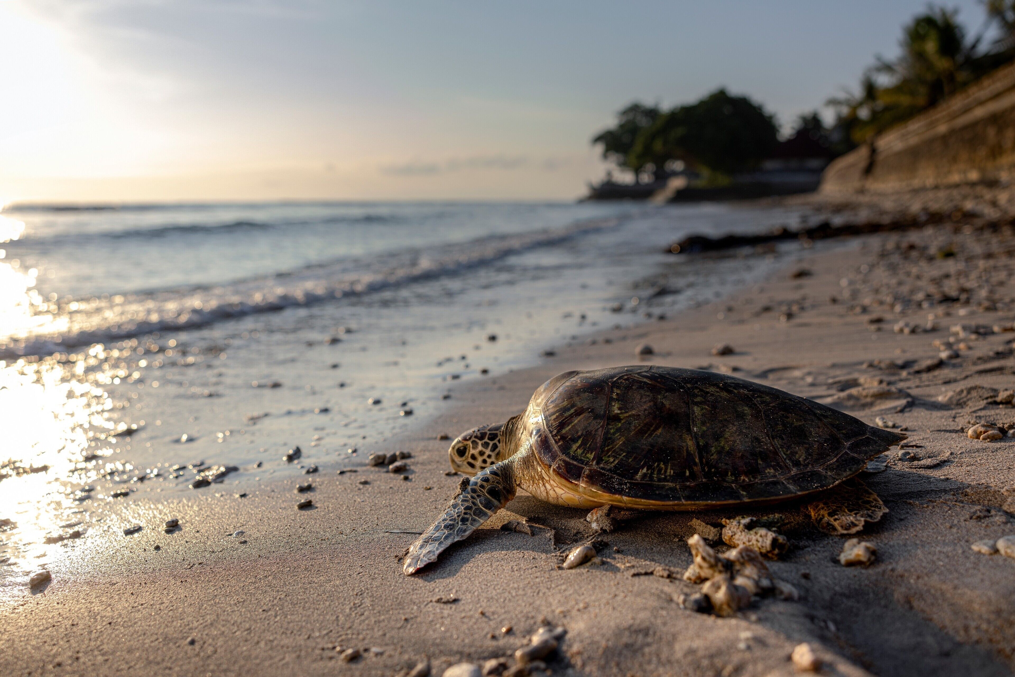 A turtle on a sandy beach with the ocean in the background.