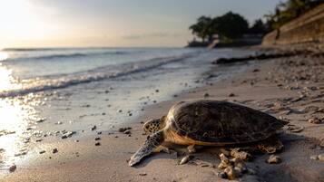A turtle on a sandy beach with the ocean in the background.