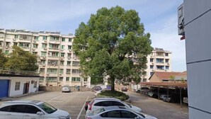 Un espace de stationnement avec plusieurs voitures, un grand arbre et, au fond, des immeubles à plusieurs étages.