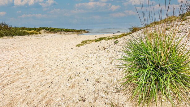 Ein sandiger Strand mit Dünen und spärlicher Vegetation.