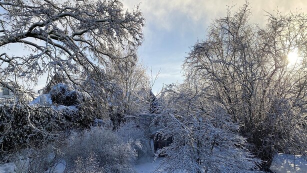 Een tuin bedekt met sneeuw, met bomen en struiken, een pad en een gebouw op de achtergrond.