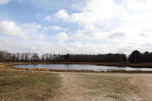 A natural landscape with a pond, a dirt path, and a forest in the background.