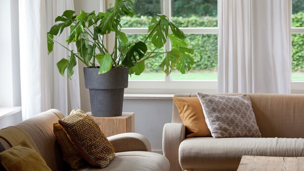 A living room with a large potted plant, two sofas, and a window with curtains. - Country house next to a nature reserve (Leende)