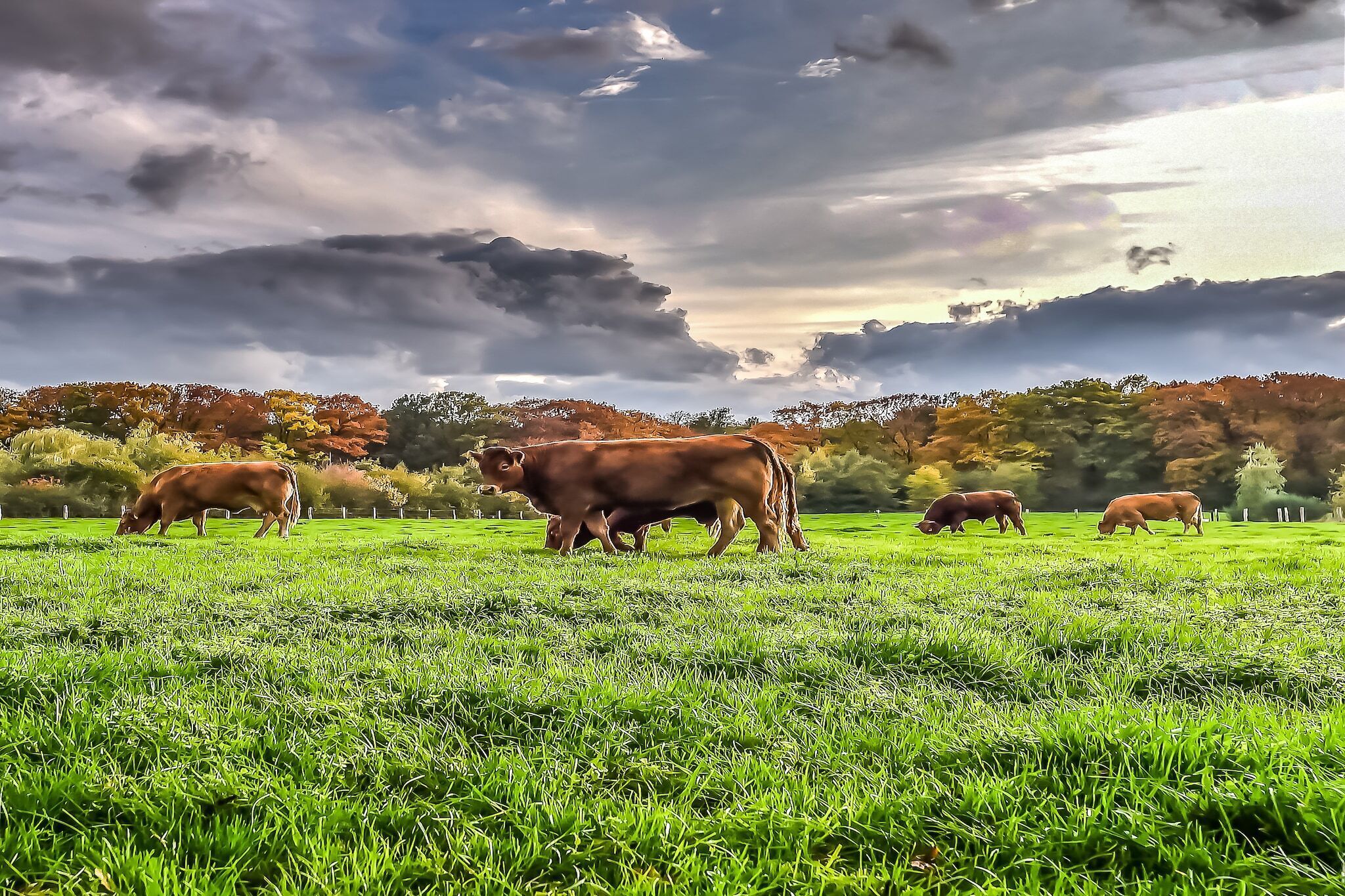 Un campo con vacas pastando bajo un cielo nublado.