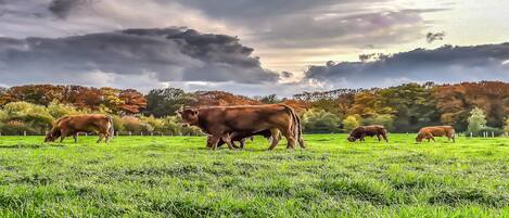 Un campo con vacas pastando bajo un cielo nublado.
