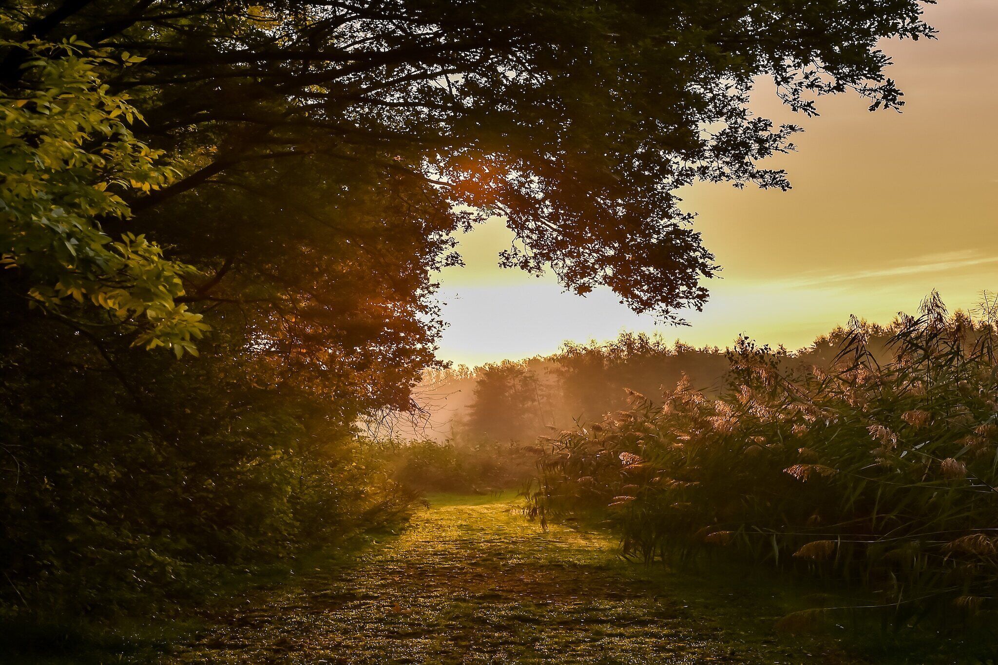 Un sentier qui traverse une zone boisée, la lumière du soleil filtrant à travers les arbres.