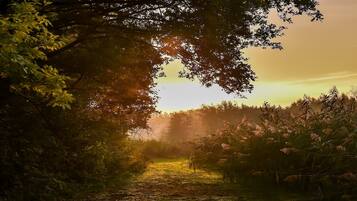 Un sentiero che si inoltra in una zona boschiva, con la luce del sole che filtra tra gli alberi.