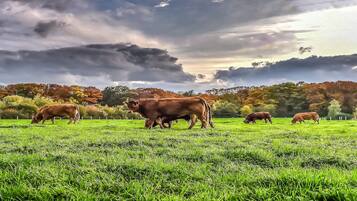 A field with cows grazing under a cloudy sky.