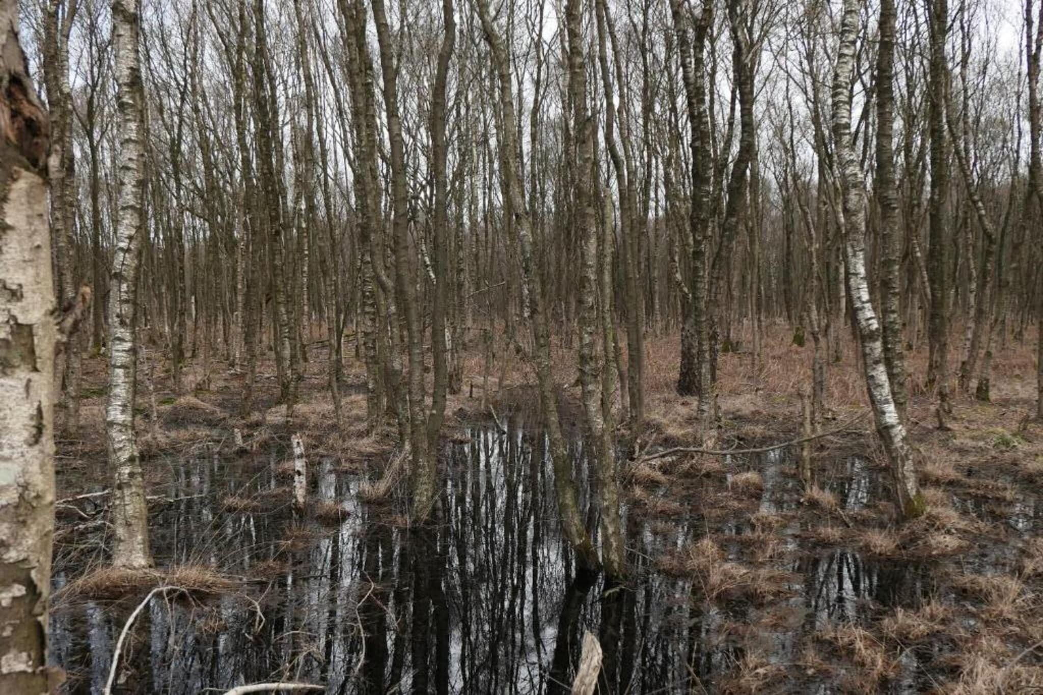 Ein Wald mit vielen Bäumen und einem sumpfigen Gebiet.