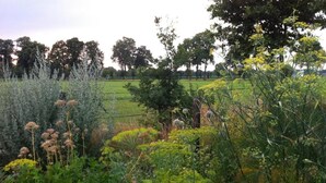 Een tuin met diverse planten en bomen.