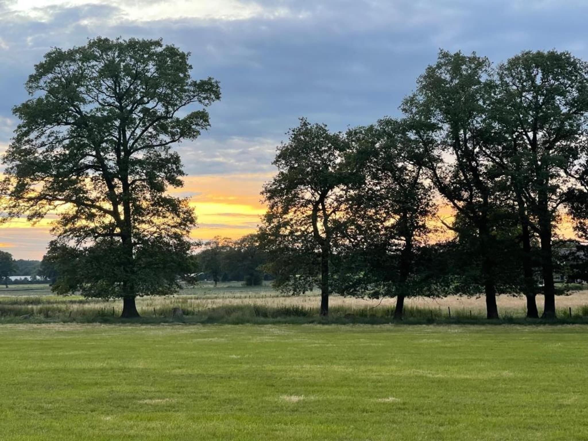 A grassy field with three large trees and a sunset in the background.