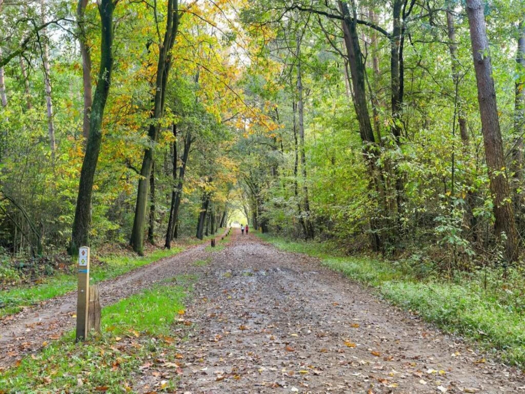 A forested area with a dirt path leading through it.