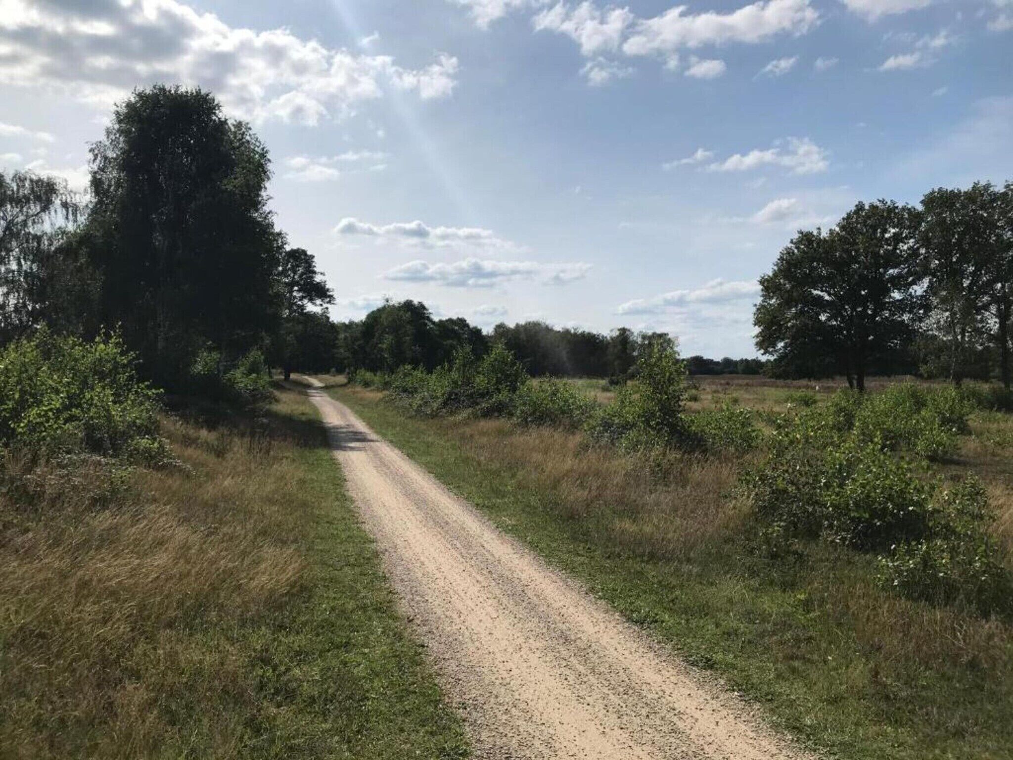 Camí rústic de terra vora arbres i vegetació.